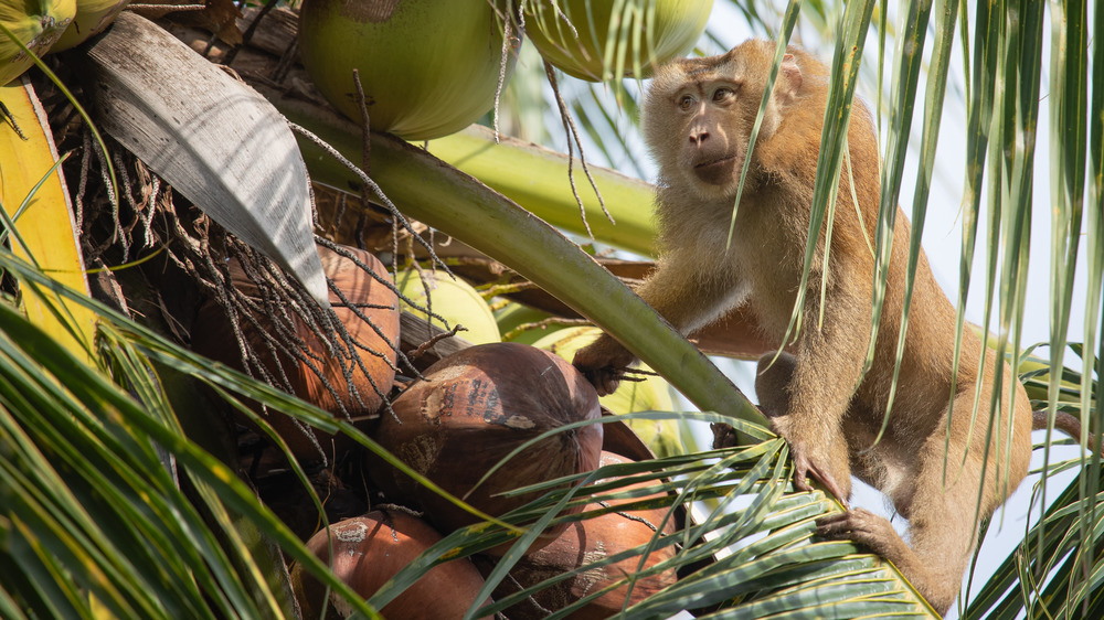 Monkey picking a coconut