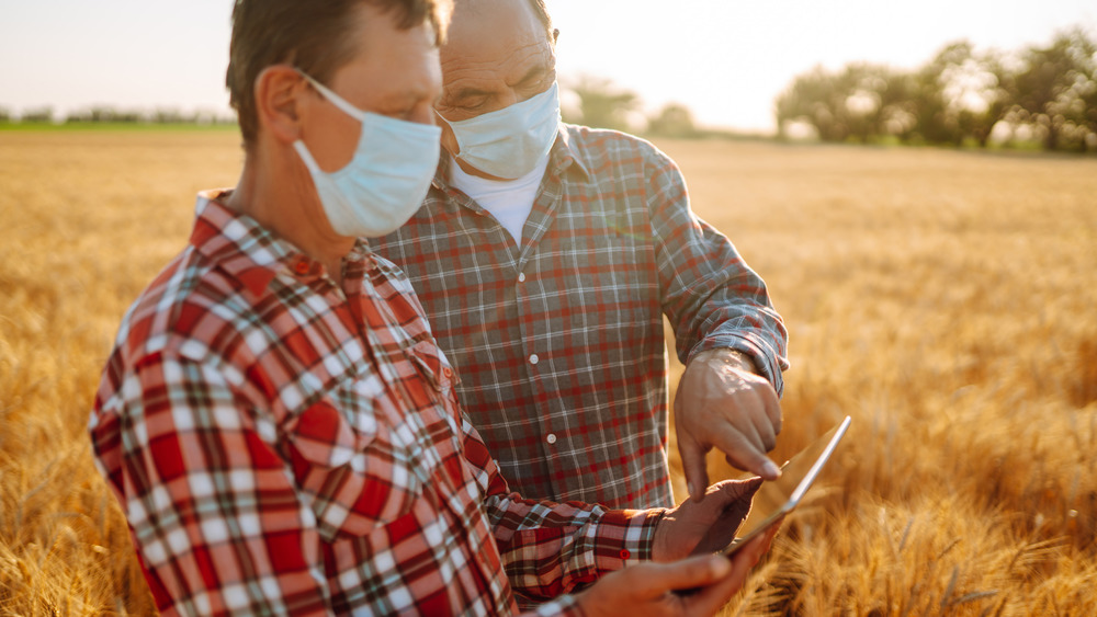 Two farmers wearing face masks in a wheat field