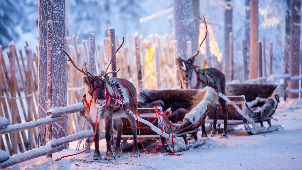 Laplander reindeer ready by sleighs