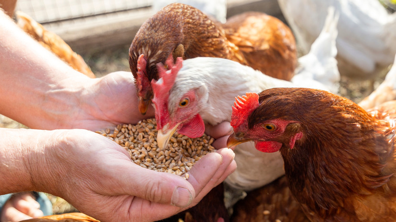 hens being hand fed grain