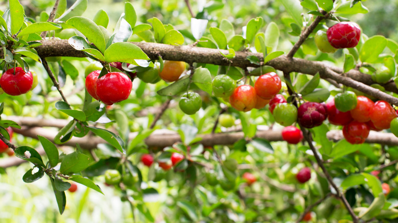 Acerola cherries hanging on a branch