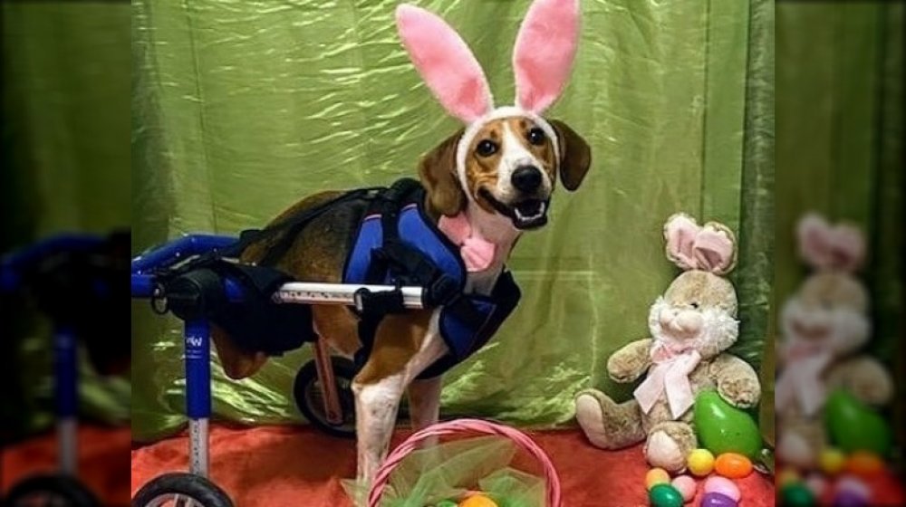 Lieutenant Dan as Easter Bunny