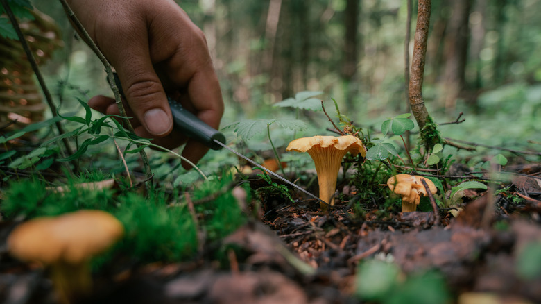 A knife-wielding hand removing a mushroom from the ground