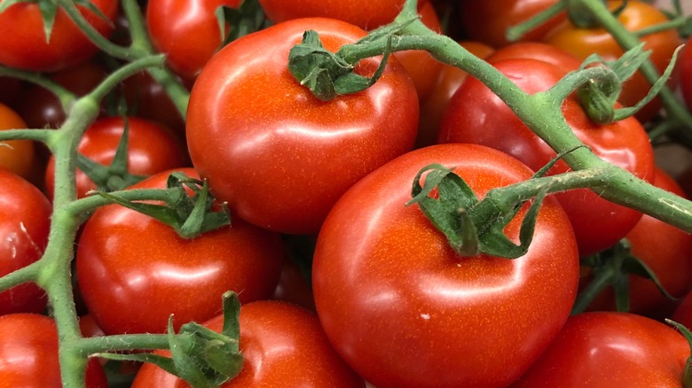 Tomatoes on a vine