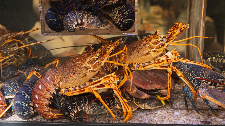 Live lobsters inside restaurant tank.