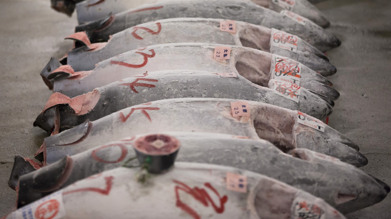 A row of frozen tuna fish