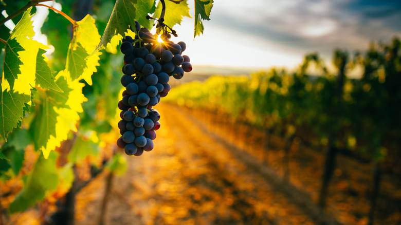 Purple grapes in a vineyard