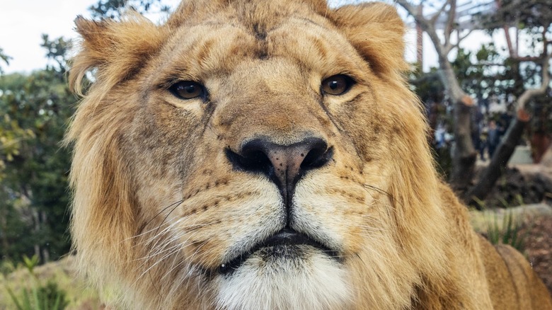 A close-up of a male lion's face
