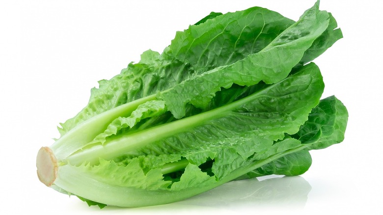 Romaine lettuce against a white background