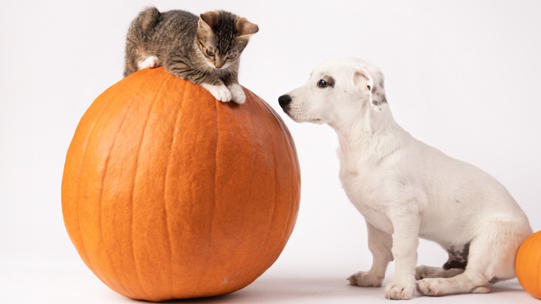 Dog and cat sitting pumpkin