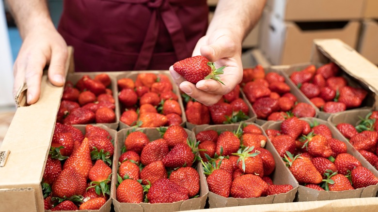 Fresh strawberries in containers