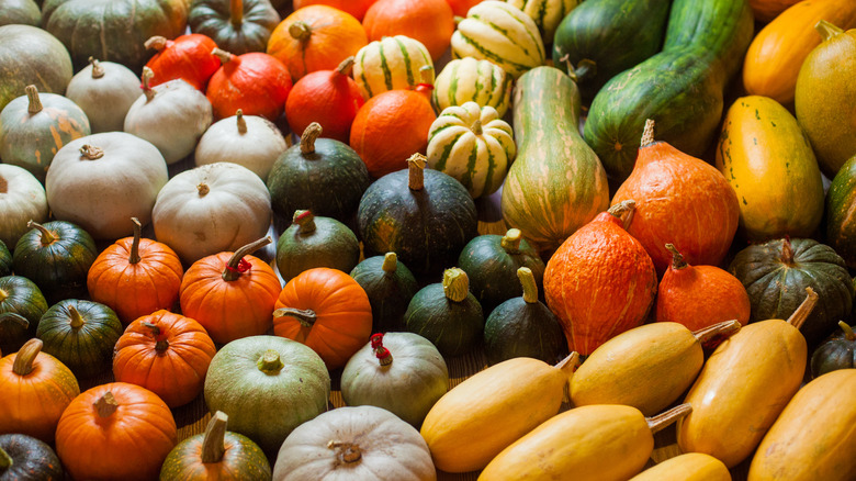 Colorful myriad of winter squashes