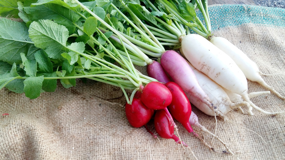 Three radish varieties with greens 