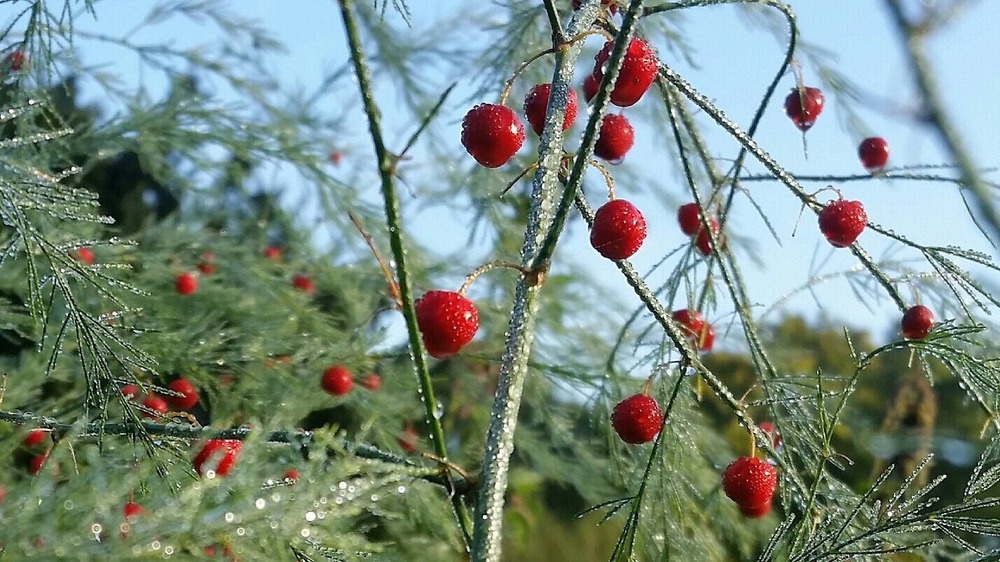 berries on full grown asparagus plant