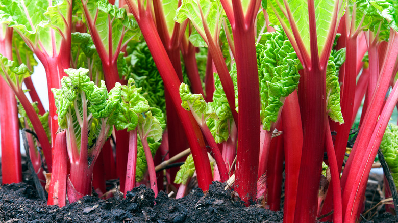 Rhubarb stalks growing