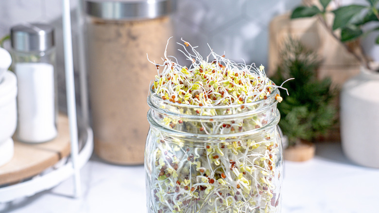 Sprouts stored in jar