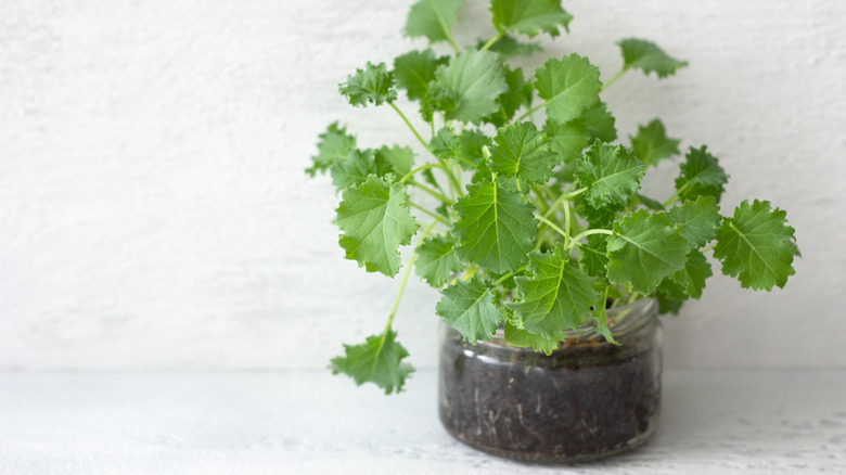 Cilantro growing in a jar