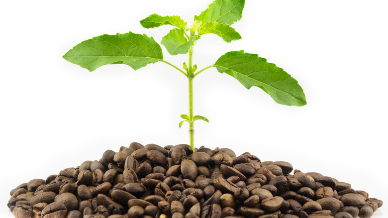 Tree with coffee beans on white background