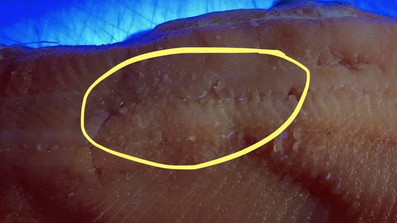 Fish under UV light