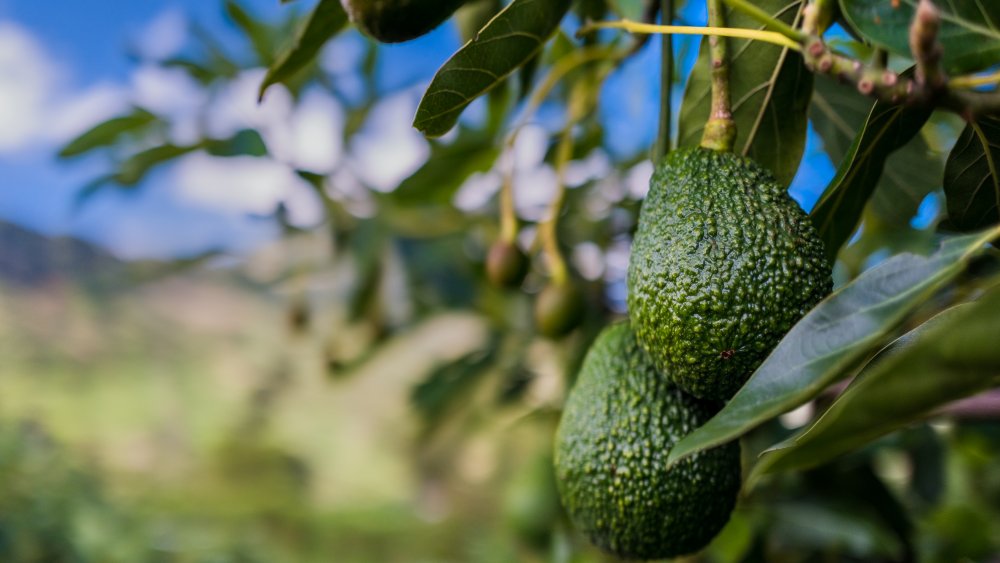 Avocados hanging on the tree like fruity versions of big chungus. 