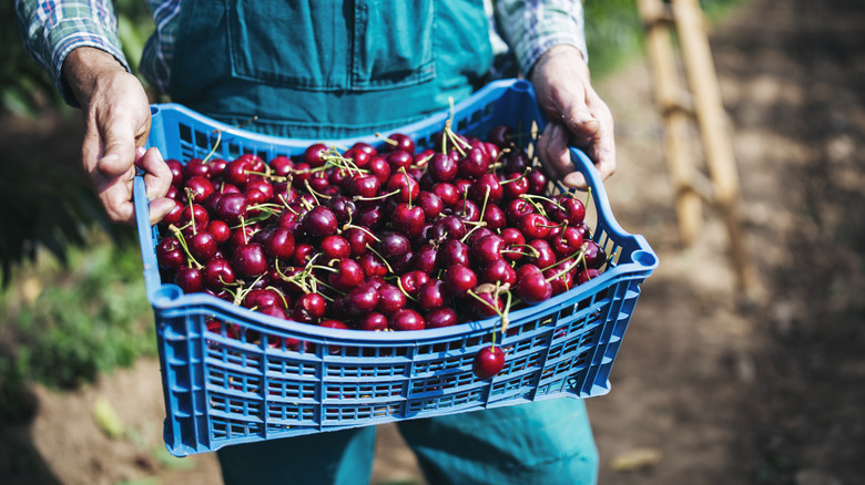 Farmer holding a basket of cherries