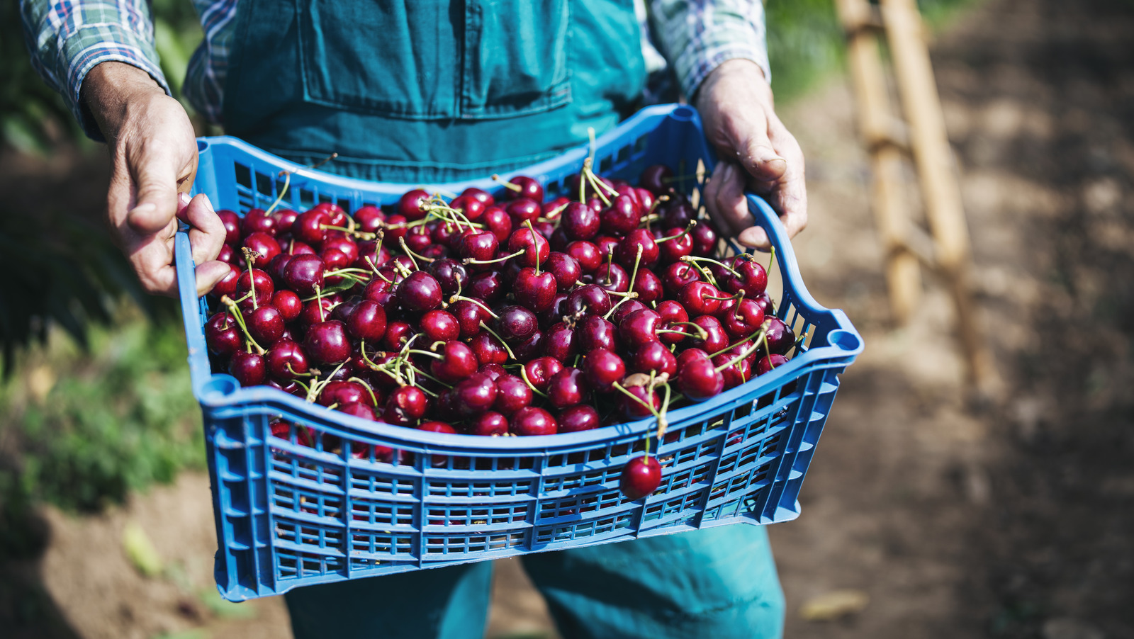 Why You Should Store Cherries With The Stems On