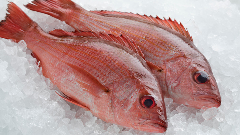 Red Snapper