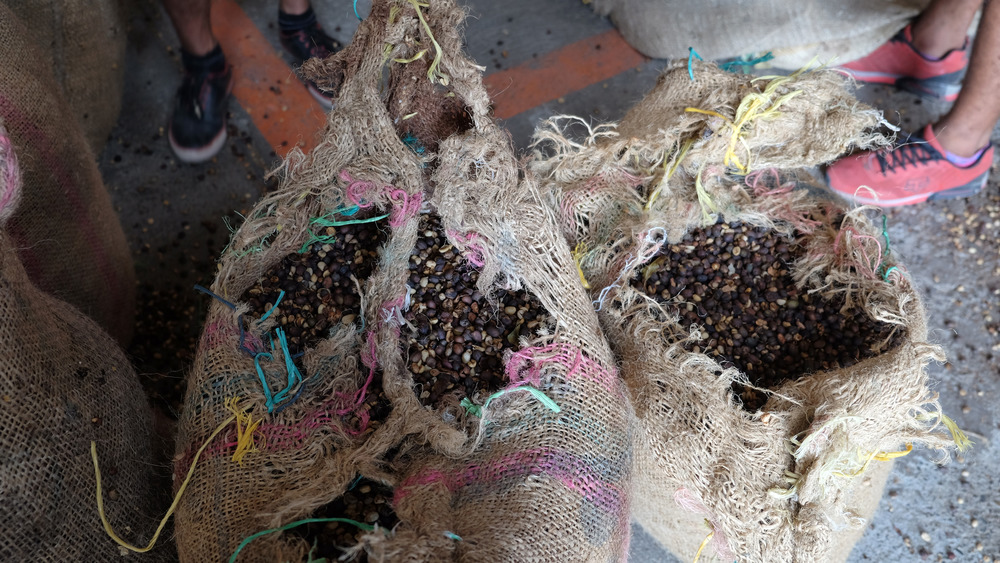 Bags of coffee beans in a warehouse