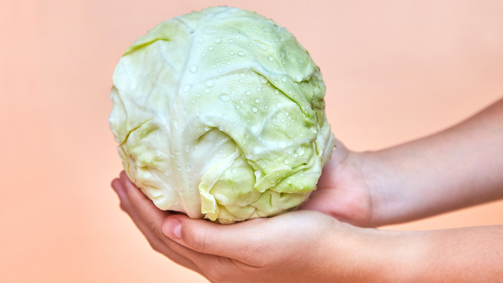Hands holding a cabbage