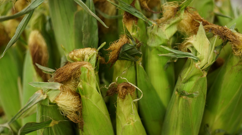 unshucked corn on the cub