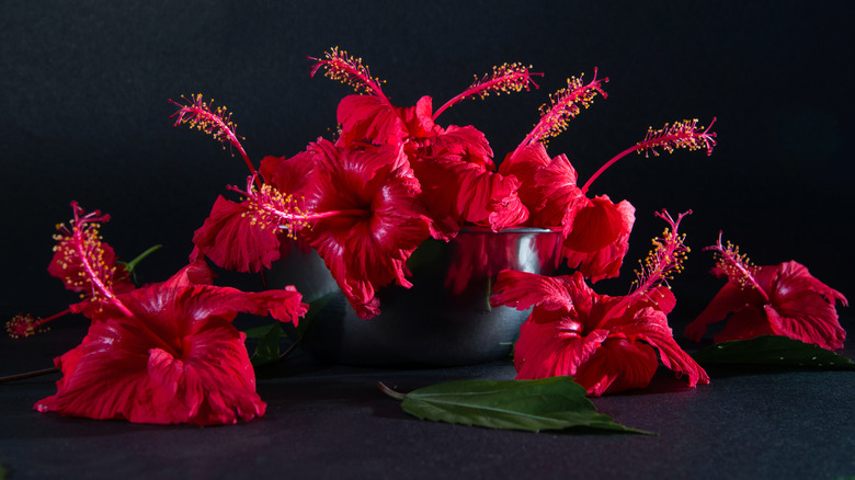 Hibiscus plant with leaves