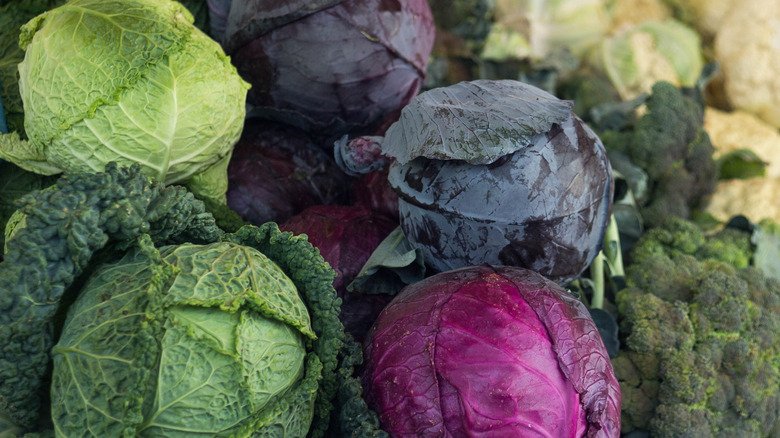 A pile of different types of cabbage, including green and red