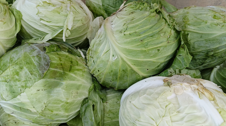 Close-up on a pile of old, wilted cabbages