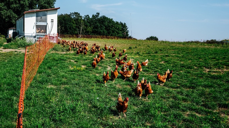 free range chickens grazing