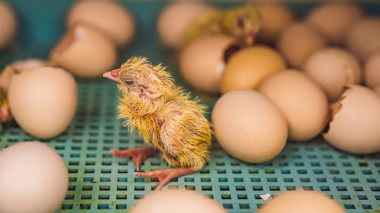 chicks hatching from eggs