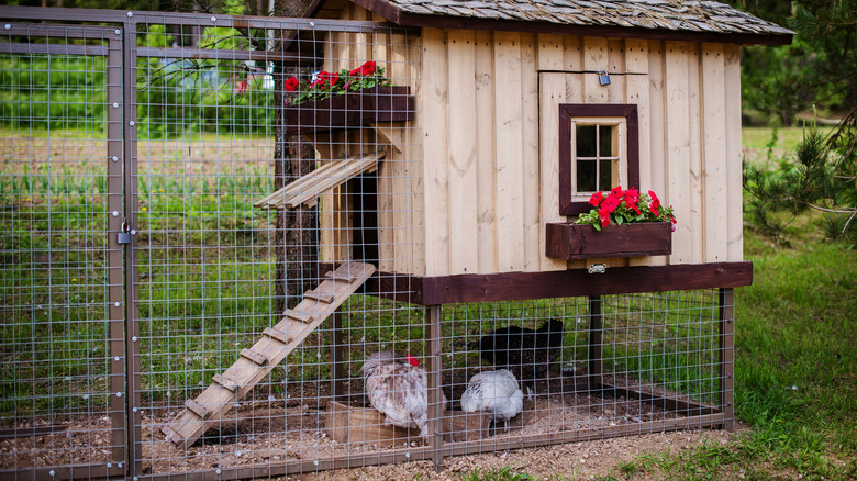 chickens pecking under coop