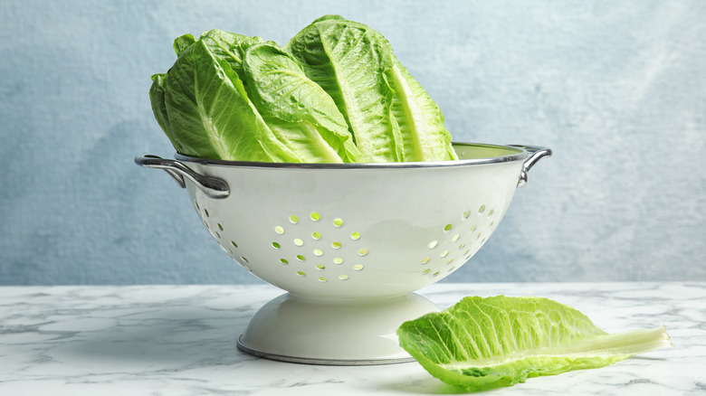 Colander with freshly washed lettuce