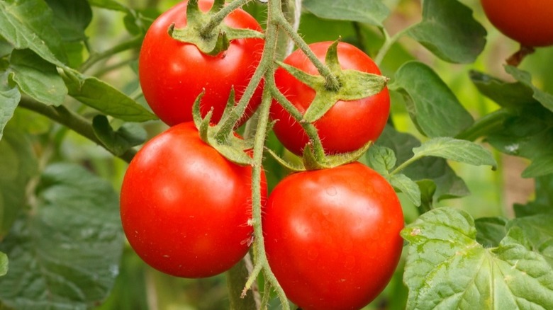 Tomatoes on the vine