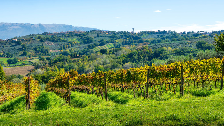 Vineyards in the countryside of Umbria