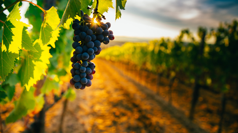 vineyard at sunset