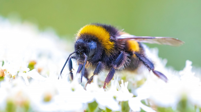 Close-up of a bumble bee on a bloom