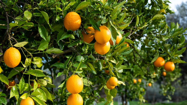 trees in an orange orchard