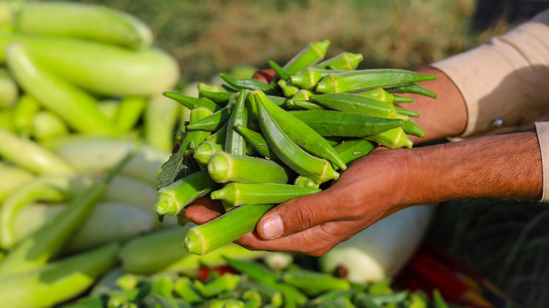 Hands holding fresh okra