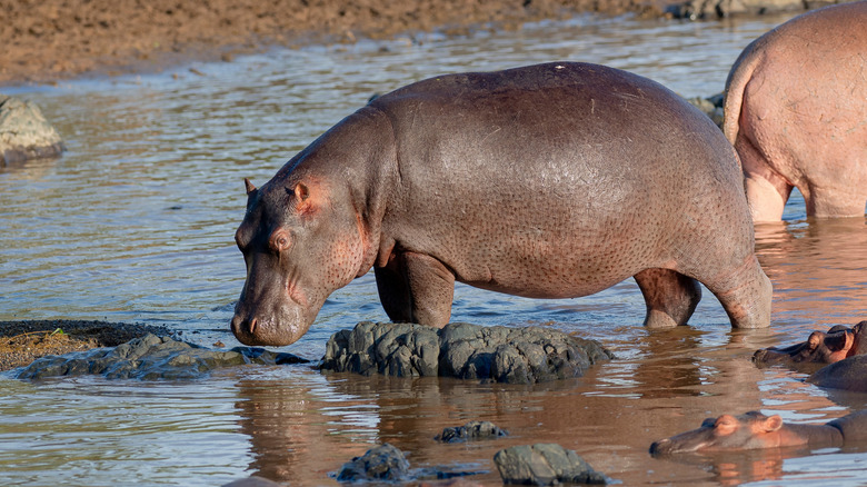 Hippos standing and laying in water