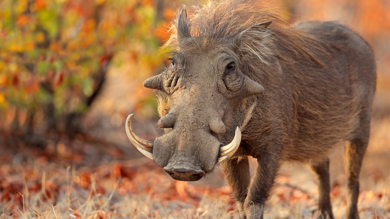 A warthog in an African brush