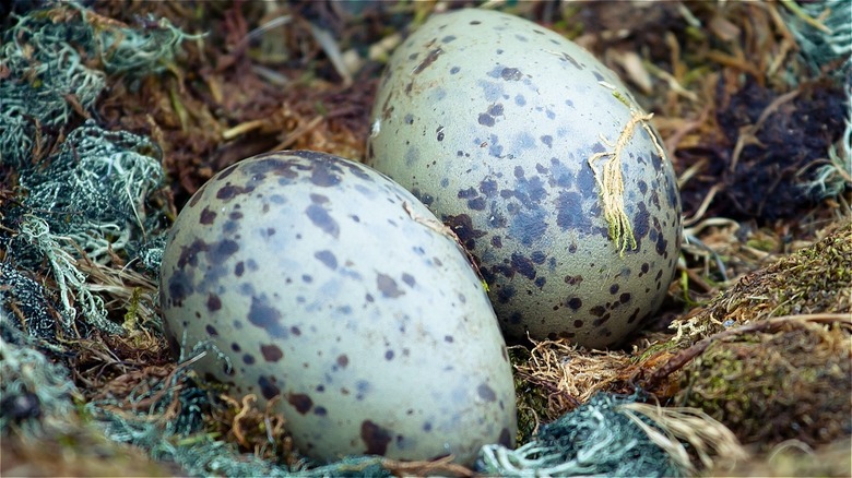 Two penguin eggs in a nest 