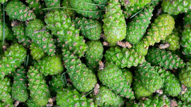 Green pinecones