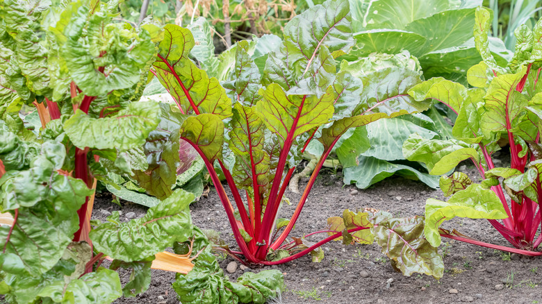 Rhubarb plants growing out of the ground