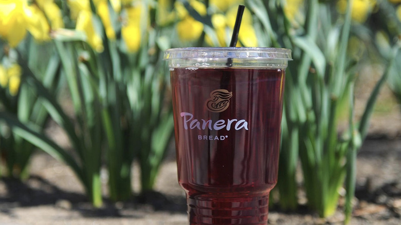 panera drink