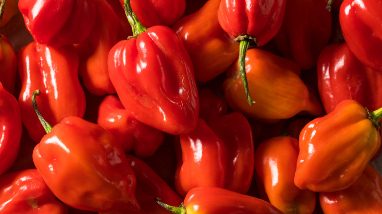 Habanero peppers